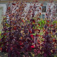 Rote Gartenmelde  (Atriplex hortensis) Bio Saatgut