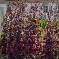 Rote Gartenmelde  (Atriplex hortensis) Bio Saatgut