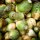 Kohlrübe Gelbe aus Friesland (Brassica napus subsp. rapifera) Bio Saatgut