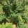 Cardy / Spanische Artischocke (Cynara cardunculus) Bio Saatgut