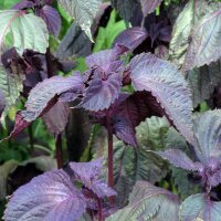 Roter Shiso  (Perilla frutescens) Samen