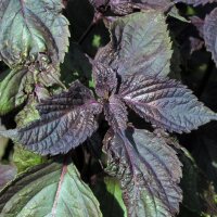 Roter Shiso  (Perilla frutescens) Samen