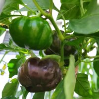 Tomaten-Paprika Topepo Rosso (Capsicum annuum) Samen