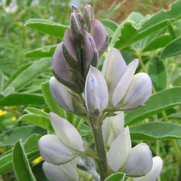 Weiße Süßlupine (Lupinus albus) Samen