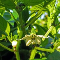 Chili Jalapeño (Capsicum annuum) Bio Saatgut