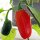 Chili Jalapeño (Capsicum annuum) Bio Saatgut