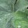 Gelbgrüner Frauenmantel (Alchemilla xanthochlora) Saatgut