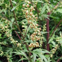 Gewöhnlicher Beifuß (Artemisia vulgaris) Bio...