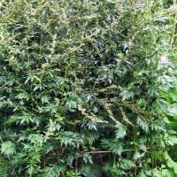 Gewöhnlicher Beifuß (Artemisia vulgaris) Bio...