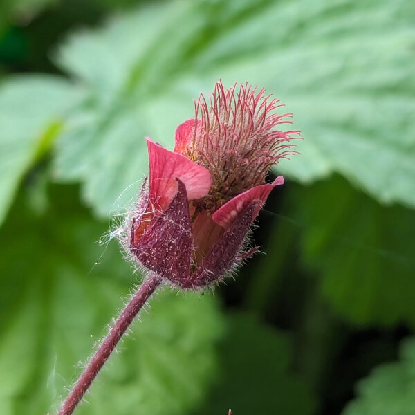 Bach-Nelkenwurz (Geum rivale) Bio Saatgut