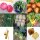 Mittelzehrer-Gemüse für das Hochbeet (Bio) - Samenset