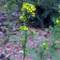 Gelbsenf / Weißer Senf (Sinapsis alba) Bio Saatgut