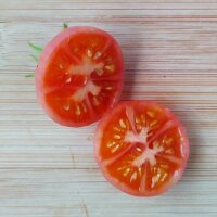 Humboldt Wildtomate (Solanum pimpinellifolium var. humboldtii) Samen