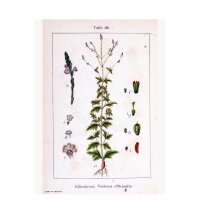 Eisenkraut (Verbena officinalis) Bio Saatgut