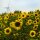 Sonnenblumen-Mix (Helianthus annuus) Bio