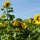 Sonnenblume Mittelgroßblumige Gelbe (Helianthus annuus) Bio Saatgut