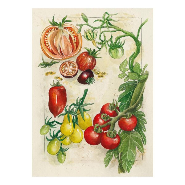 TOMATEN-VIELFALT - Postkarte DIN A6