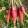 Möhre Rouge Sang (Daucus carota) Bio Saatgut