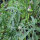 Hanf-Stockmalve (Althaea cannabina) Bio Saatgut