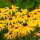 Rauer Sonnenhut / Rudbeckie (Rudbeckia hirta) Bio Saatgut