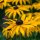 Rauer Sonnenhut / Rudbeckie (Rudbeckia hirta) Bio Saatgut