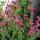 Schopfsalbei / Buntschopfsalbei (Salvia viridis) Bio Saatgut