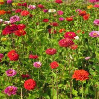 Niedrige Zinnie Dwarf Mix (Zinnia elegans) Bio Saatgut