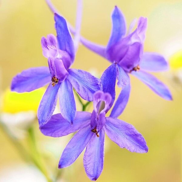 Feldrittersporn Galilee-Mix (Delphinium consolida) Bio Saatgut