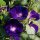 Purpur-Prunkwinde (Ipomea purpurea) Bio Saatgut