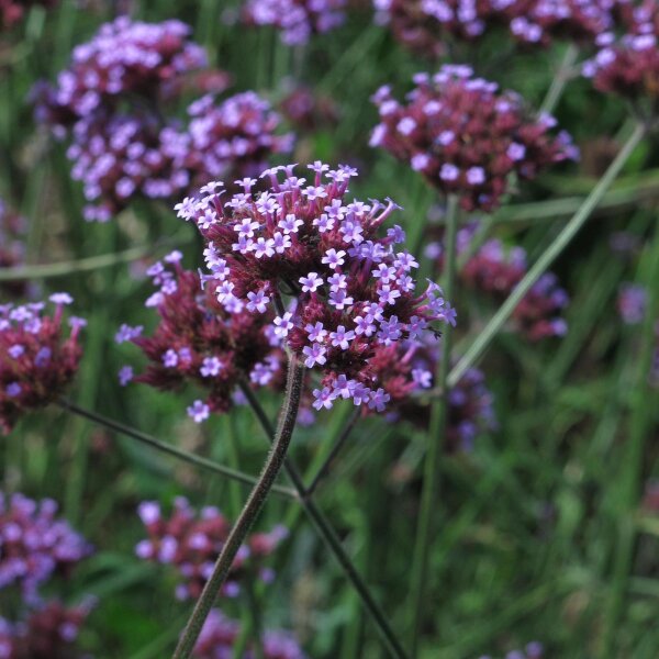 Patagonisches Eisenkraut (Verbena bonariensis) Bio Saatgut