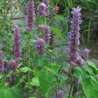 Asiatische Duftnessel | Koreanische Minze (Agastache...
