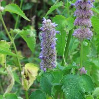Asiatische Duftnessel | Koreanische Minze (Agastache rugosa) Bio-Saatgut