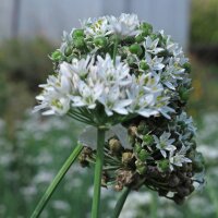 Schnittknoblauch (Allium tuberosum) Bio-Saatgut