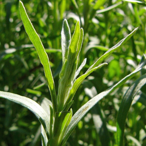 Estragon (Artemisia dracunculus) Bio Saatgut