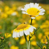 Speisechrysantheme (Chrysanthemum coronarium) Bio Saatgut