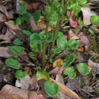 Löffelkraut (Cochlearia officinalis) Bio Saatgut