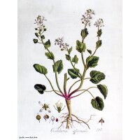 Löffelkraut (Cochlearia officinalis) Bio Saatgut