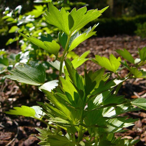 Liebstöckel (Levisticum officinale) Bio Saatgut