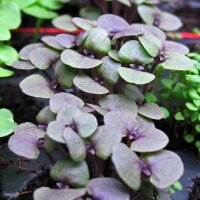 Violettes Basilikum (Ocimum basilicum) Bio Saatgut