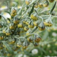 Wermut (Artemisia absinthium) Bio