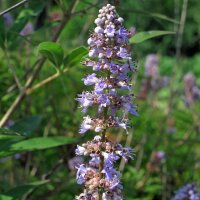 Mönchspfeffer (Vitex agnus-castus) Bio Saatgut