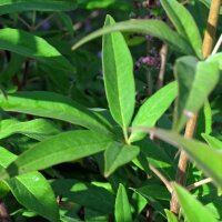 Mönchspfeffer (Vitex agnus-castus) Bio Saatgut