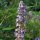 Mönchspfeffer (Vitex agnus-castus) Bio Saatgut