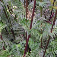 Echter Baldrian (Valeriana officinalis) Bio Saatgut
