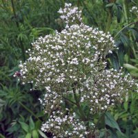 Echter Baldrian (Valeriana officinalis) Bio Saatgut