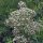 Echter Baldrian (Valeriana officinalis) Bio Saatgut