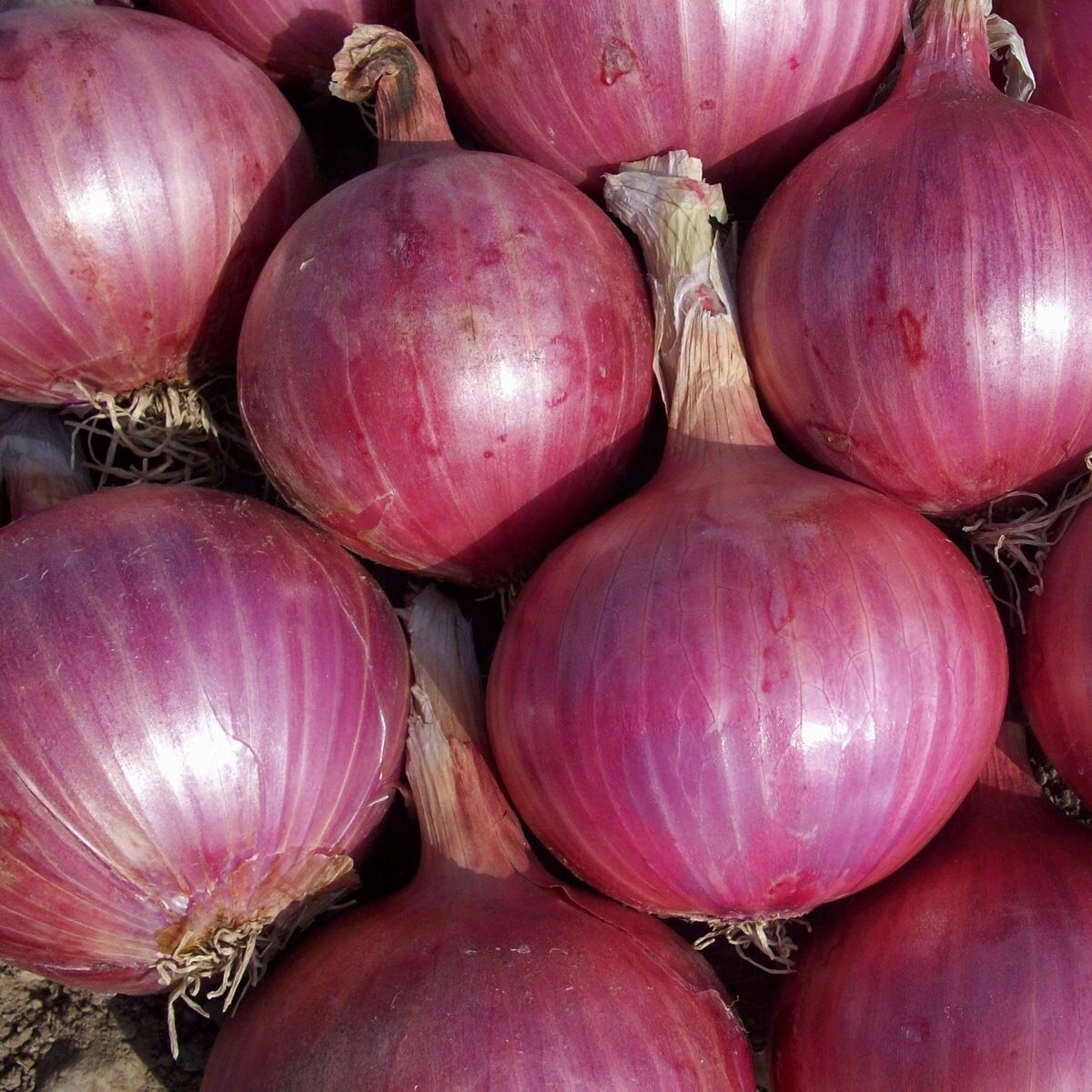 Zwiebel 'Red Baron' (Allium cepa) Bio Saatgut
