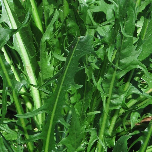 Löwenzahn-Salat Catalogna foglie frastagliate (Cichorium intybus var. foliosum) Bio Saatgut