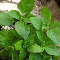 Thaibasilikum (Ocimum basilicum) Bio Saatgut