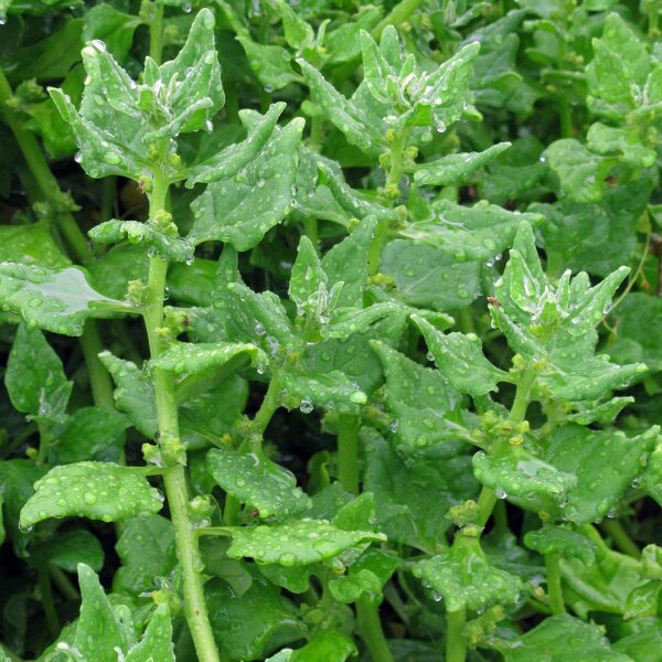 Neuseeländer Spinat (Tetragonia tetragonioides) Bio Saatgut